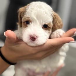 Milano - Parti female Goldendoodle puppy in Knoxville, Tennessee from Graystone Doodles