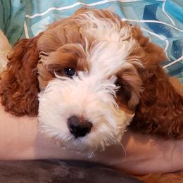 Goldendoodle Puppies from Lollie's Doodles