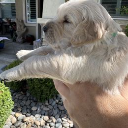 Golden Retriever Puppies from PSI LOVE YOU Goldens
