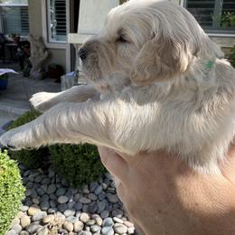 Golden Retriever Puppies from PSI LOVE YOU Goldens