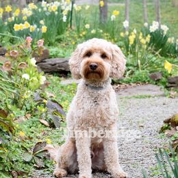 Boaz - Goldendoodle