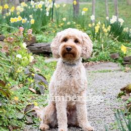 Boaz - Goldendoodle