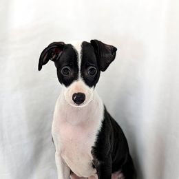 Italian Greyhound Puppies from Alura Italian Greyhounds