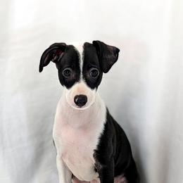 Italian Greyhound Puppies from Alura Italian Greyhounds