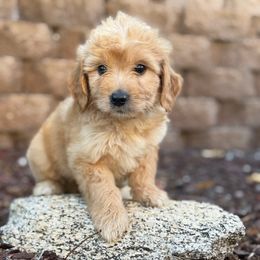 Boy 6 - Cream male Goldendoodle puppy in San Diego, California from Serrano Pups