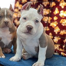 Lilac tri tuxedo - white head - male American Bully puppy in Russellville, Kentucky from Mud-E Acres Kennel