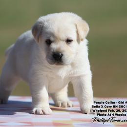 Bella Girl 1 - Yellow female Labrador Retriever puppy in Point, Texas from Lakylu Kennels