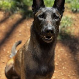 Rue - Dutch Shepherd