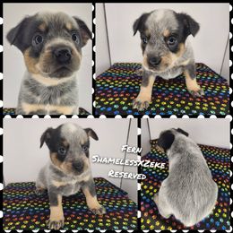 Girl 2 - Blue female Australian Cattle Dog puppy in Bradford, Arkansas from Cedar Rock Heelers and Kelpies