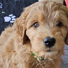 Colby - Goldendoodle puppy in Glenford, Ohio from Mi-De Doodles