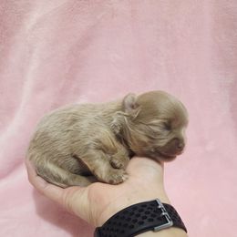 Lilac Cream sable girl - Cream female Chihuahua puppy in Richmond, Virginia from Breens