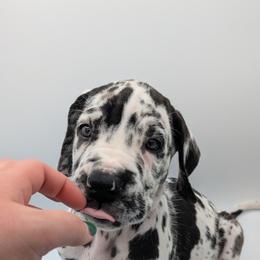 Great Dane Puppies from R&R Breeding and Pet Care