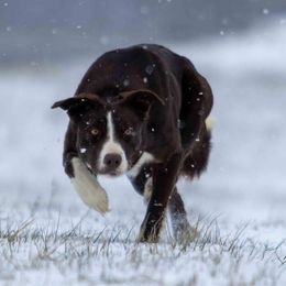 Angel - Border Collie