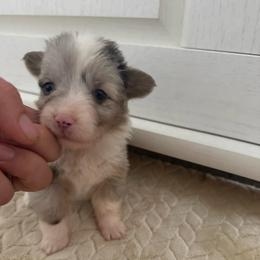 Full fluffy Emma - Blue merle and white female American Corgi puppy in Decatur, Texas from Bar S Corgis