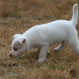 Monica - Red merle female Border Collie puppy in Alabama from Bar C Farms