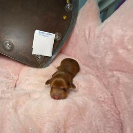Phantom whisper - Dapple male Dachshund puppy in Bristol, Tennessee from It's Mini Wieners Baby