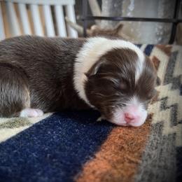 Cinnamon twist - Red tri female Miniature Australian Shepherd puppy in Bethany, Illinois from Rachel at Marrowbone Creek Aussies