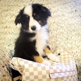 Javi - Black Miniature Australian Shepherd puppy in Berryville, Arkansas from 2Lazy2P Mini Aussies
