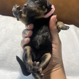 Coconut - Phantom female Bernedoodle puppy in Florida from Doodles & Danes