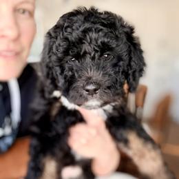Timber - Black female Bernedoodle puppy in Buda, Illinois from Hamilton Farm Doodles