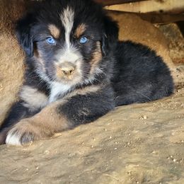 Girl 2 - Australian Shepherd puppy in Crooksville, Ohio from VanHorn Australian Shepherds
