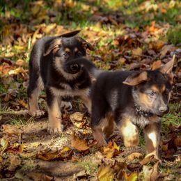 German Shepherd Puppies from Vom Feuerlands