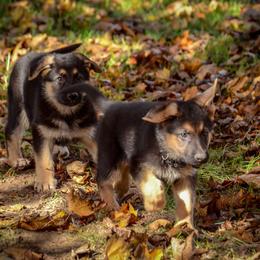 German Shepherd Puppies from Vom Feuerlands