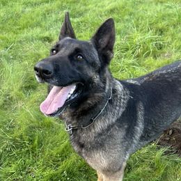 Sophie - German Shepherd