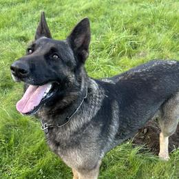 Sophie - German Shepherd