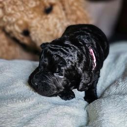 Doodlebug - Black female Goldendoodle puppy in Harris County, Texas from Cute & Curly Doodles