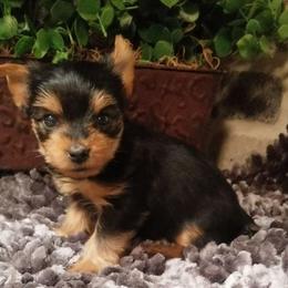Percy - Black and tan male Yorkshire Terrier puppy in Hot Springs, Arkansas from Kimberly's Lovable Littles