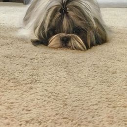 Shih Tzu Puppies from Willow Lane Shih Tzus