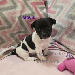 Mavis - White and black female Teddy Roosevelt Terrier puppy in Milaca, Minnesota from Bright Lake Terriers