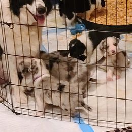Border Collie Puppies from Sherry's Border Collies