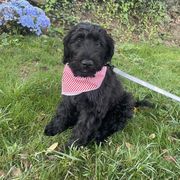 Whoodle Puppies from RockyRiverPups