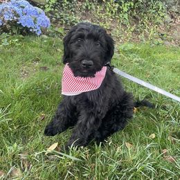 Whoodle Puppies from RockyRiverPups