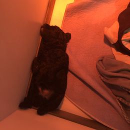 Poodle Puppies from Laminin Poodles