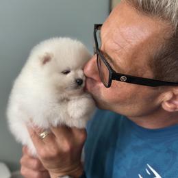 Pomeranian Puppies from Kouture Pomeranians