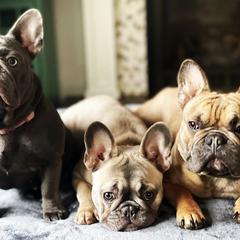 French Bulldogs from Sweet P Frenchies