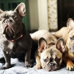 French Bulldogs from Sweet P Frenchies
