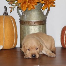1st pick - Yellow male Labrador Retriever puppy in Four Oaks, North Carolina from TLC Retrievers