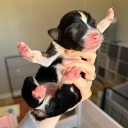 Utopia - Black tri-color male Australian Shepherd puppy in Weeki Wachee, Florida from Ace of Spades Australian Shepherds