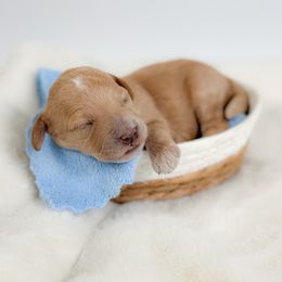 Mojo - Golden male Cockapoo puppy in Pledger, Texas from Sugarbear Cockapoos