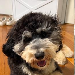 Assorted Doodle Crosses, Aussiedoodle, and Australian Shepherd Puppies from Junipersdoodles
