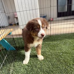 Red Tri - Red tri-color female Australian Shepherd puppy in Wittmann, Arizona from Wranglin Farms
