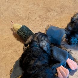 Golden Retrievers and Miniature Schnauzers from Bliss Creek MTN Meadows
