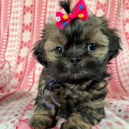 Charlotte - Sable female Shih Tzu puppy in Kettering, Ohio from The Ruff Life Tribe
