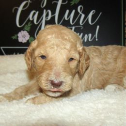 Goldendoodle and Poodle Puppies from David & Patricia Elliott