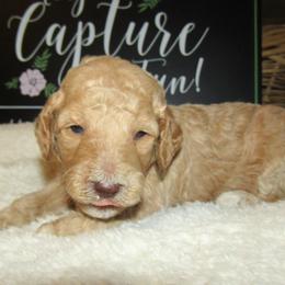 Goldendoodle and Poodle Puppies from David & Patricia Elliott