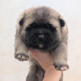 Girl 2 - Fawn, black overlay female Akita puppy in South Carolina from Sierra Mountain Akitas